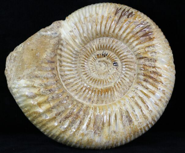 Perisphinctes Ammonite - Jurassic #31753